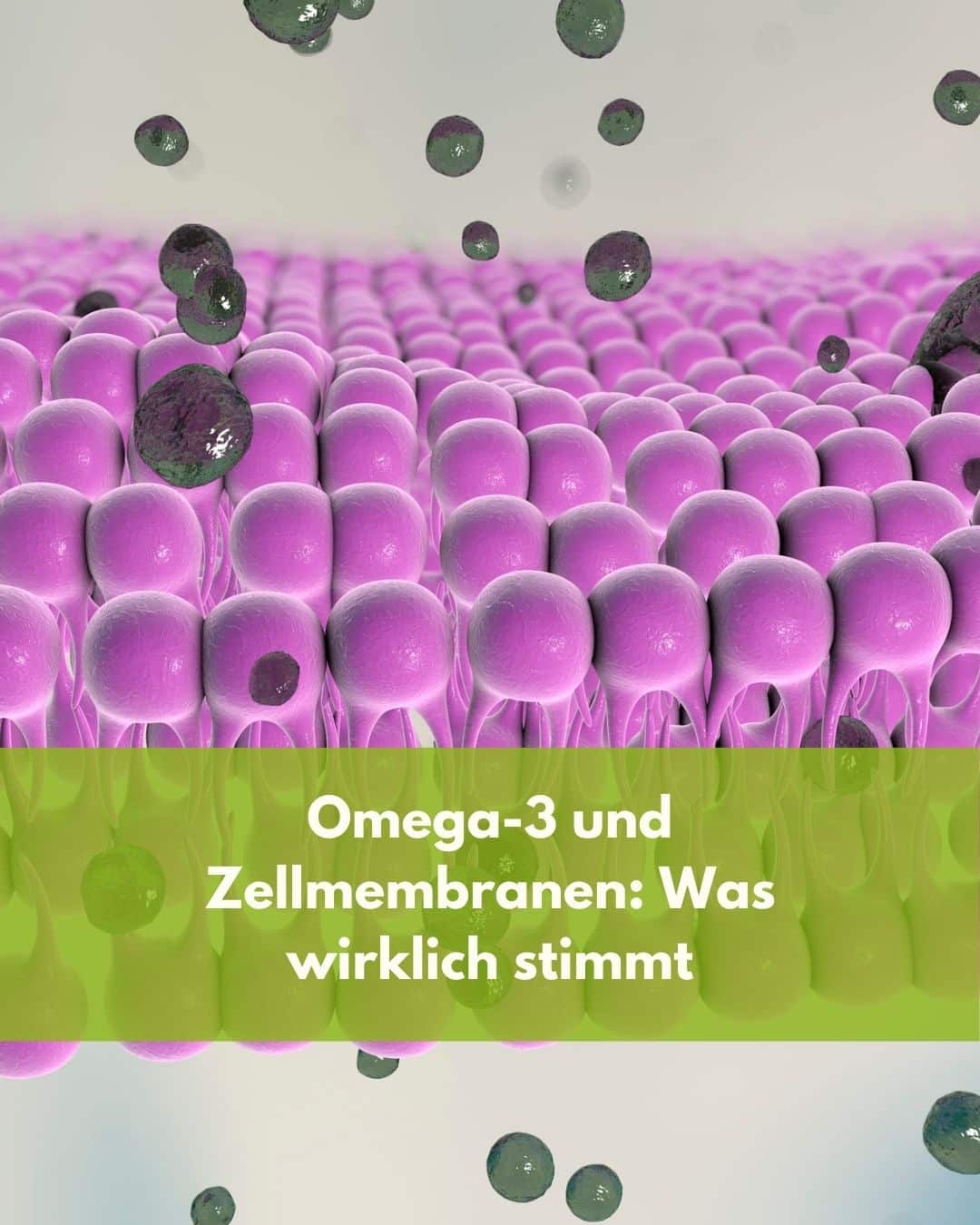 Omega-3 und Zellmembranen- Was wirklich stimmt