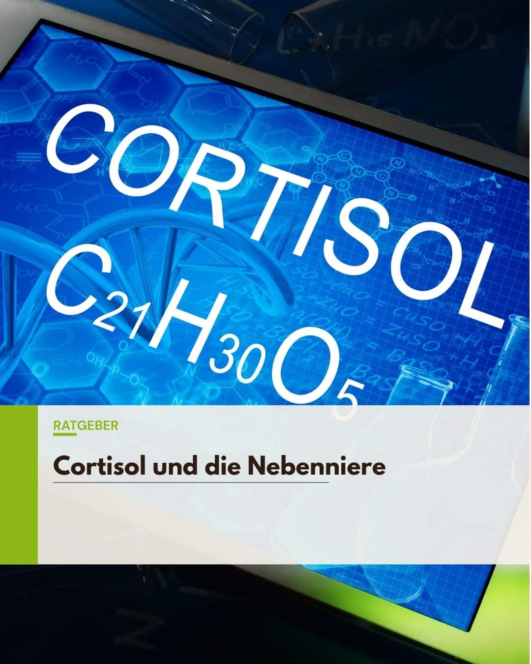 Cortisol und die Nebenniere: warum du ständig erschöpft bist