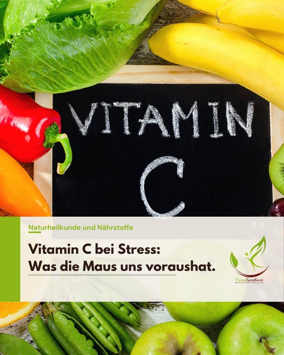 Die Maus auf der Flucht: Was sie uns über Vitamin C bei Stress lehrt